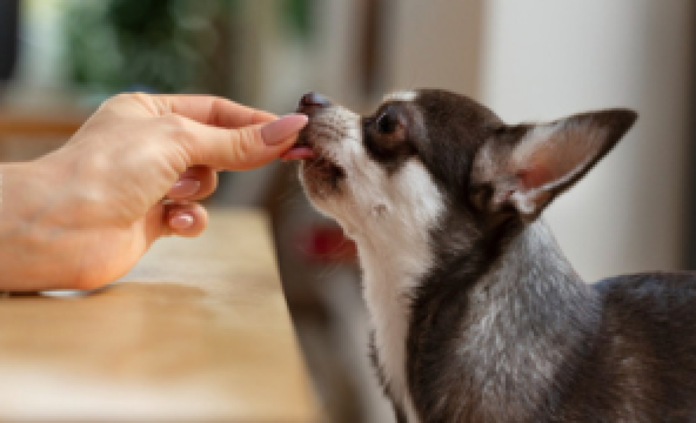 ¿Cada cuánto tiempo se debe realizar la desparasitación interna en perros?